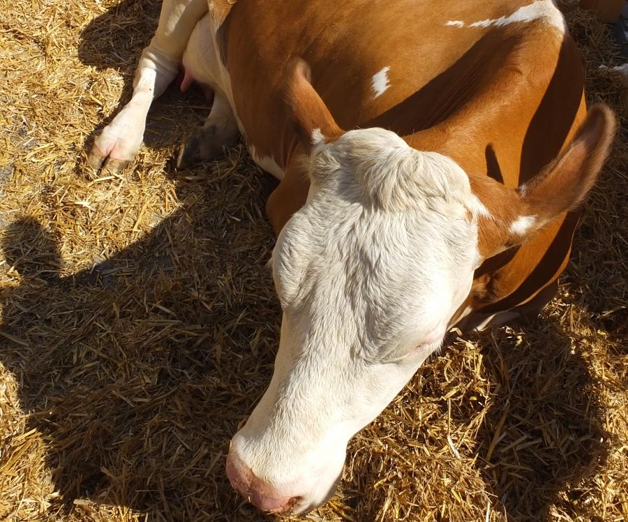 Schnaiter Josef in Schleching