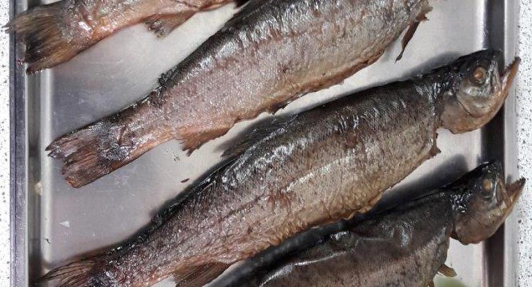 48 fisch003 768x415