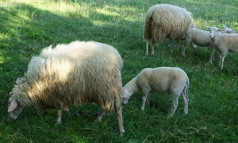 7972 schaf 768x463
